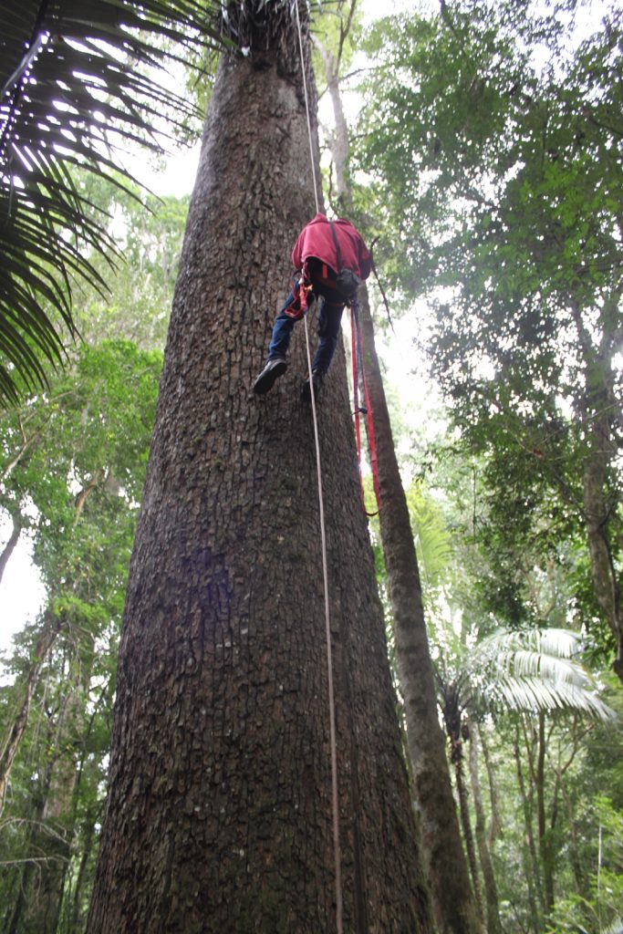 Trilha Imperial de Conceição do Castelo reúne história e natureza