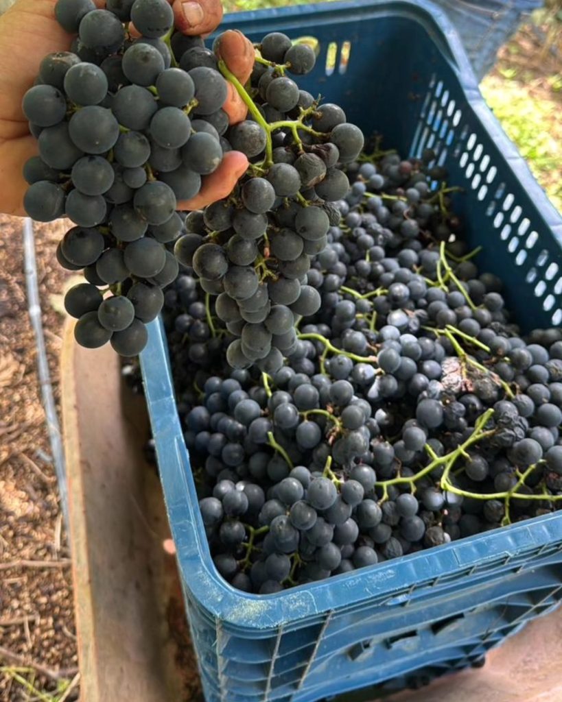 Descubra a Vinícola Ziviani em Santa Teresa