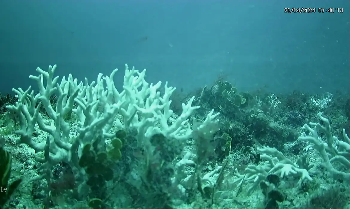 ilhas oceânicas Foto: UFPE