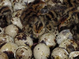 Em 2024, o Estado produziu 5,2 bilhões de ovos de galinha e 1,7 bilhão de codorna.
Foto: Divulgação