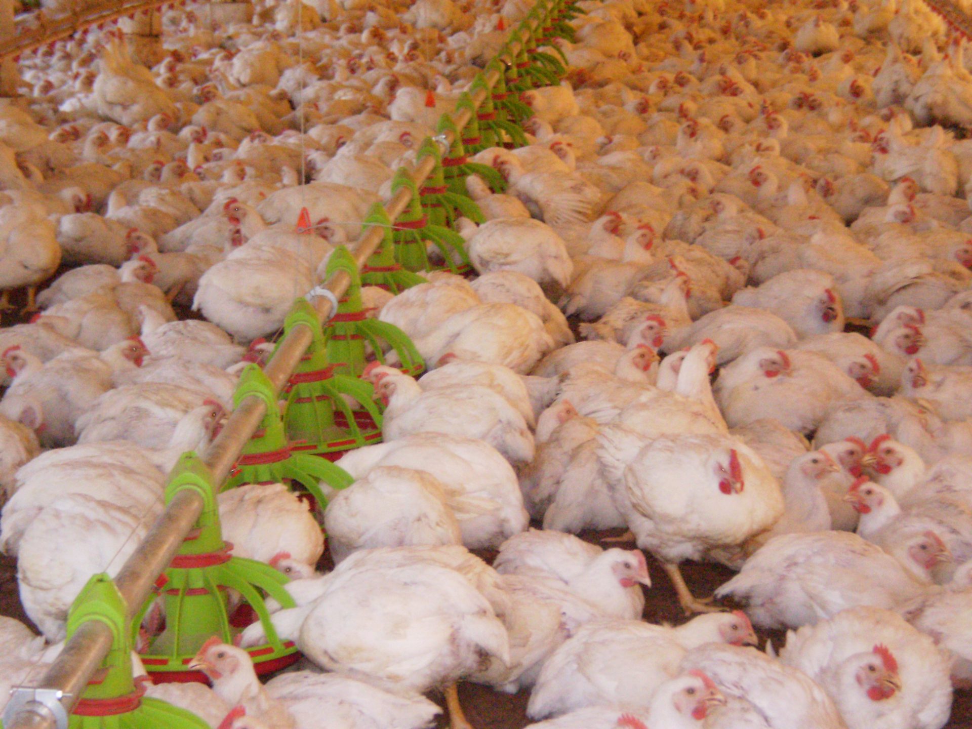 Gripe aviária: mais 7 países retomam a importação de frango brasileiro após a gripe aviária. Foto: ANPr/ SINDIAVIPAR