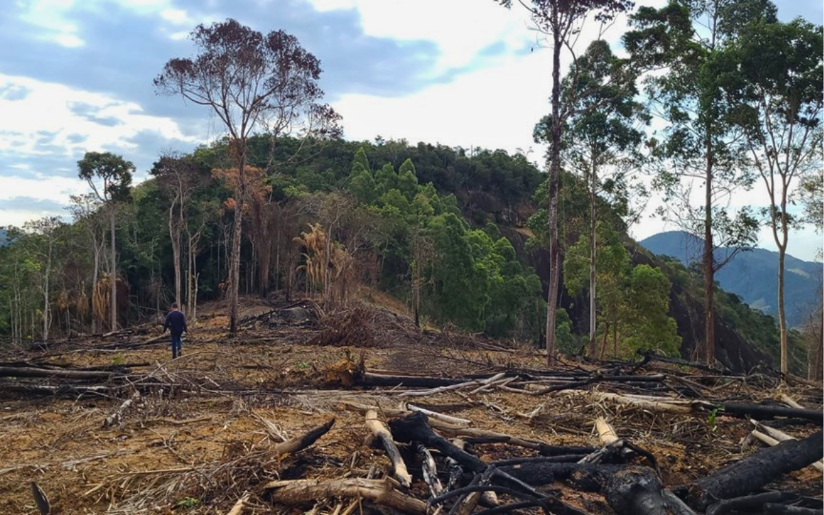 Com imagens de satélites, já foram identificados mais de 131 hectares de desmatamento. Foto: Governo do ES/Idaf