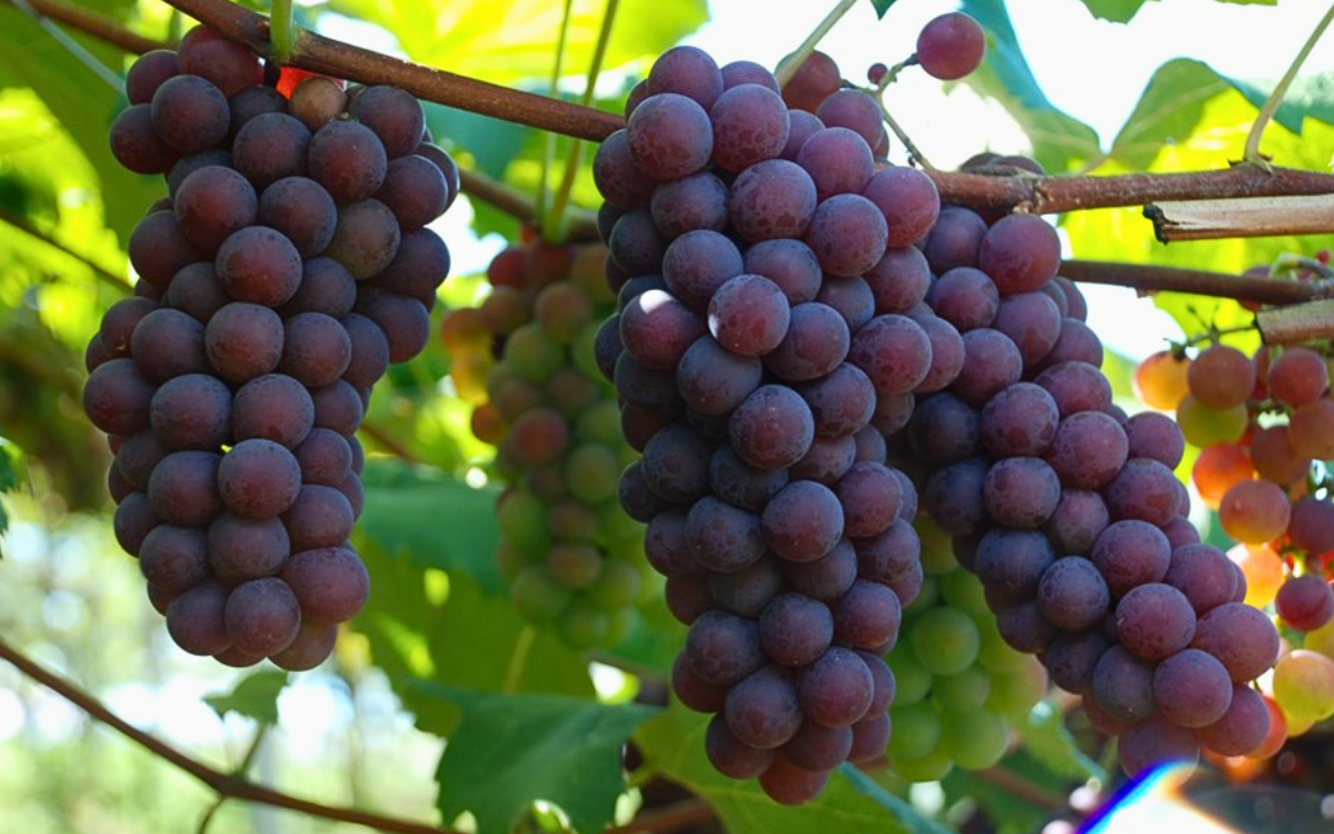 Os vinhos capixabas e a produção de uvas serão destaque na RuralturES. Foto: Incaper/Governo do ES