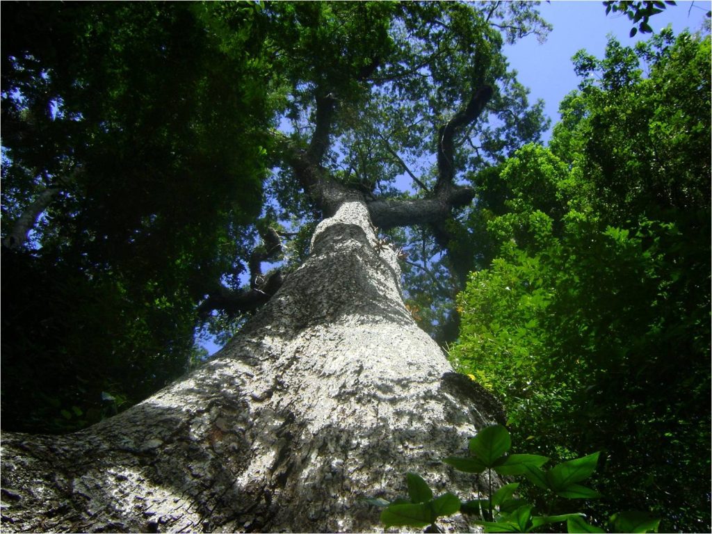 Parque Estadual Mata das Flores: turismo de natureza em Castelo