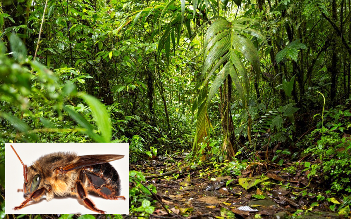 A abelha Melipona Capixaba é encontrada em matas de 12 municípios do Espírito Santo. Foto: Governo do ES