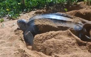 A tartaruga-de-couro está criticamente ameaçada de extinção. Foto: BPMA