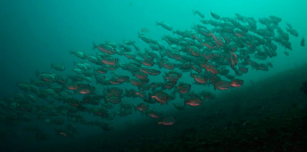 Mergulho na Ilha Escalvada: o tesouro submerso de Guarapari