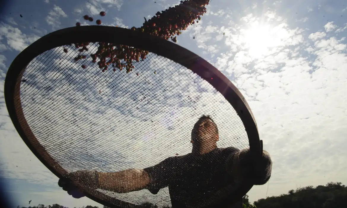 Cecafé busca reverter taxação de 50% sobre café brasileiro imposta pelos EUA. Entidade ressalta relevância do produto para a economia americana e consumidores. Foto: © Arquivio/Marcelo Camargo/Agência Brasil