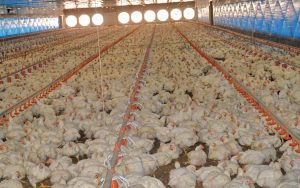 ES fortalece avicultura com alta produtividade e gestão sanitária