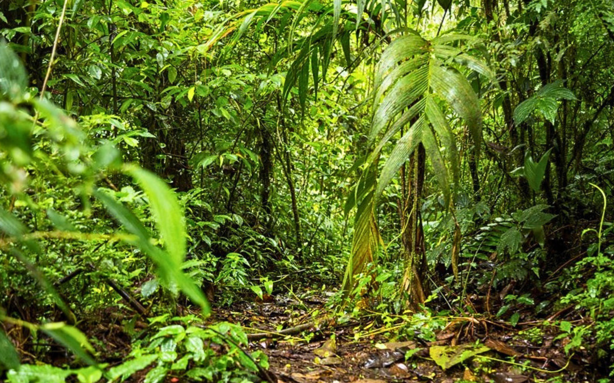 O banho de floresta consiste em aproveitar trilhas explorando os sentidos em meio a mata. Foto: Governo do ES