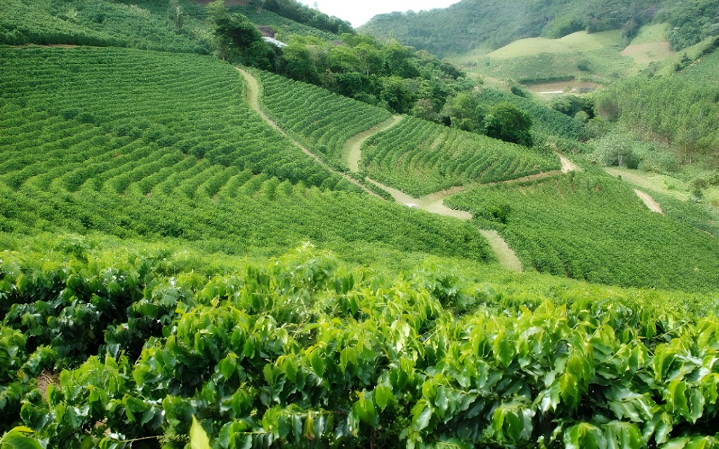 Os cafezais são paisagens frequentes em Brejetuba. Foto: Prefeitura Municipal de Brejetuba