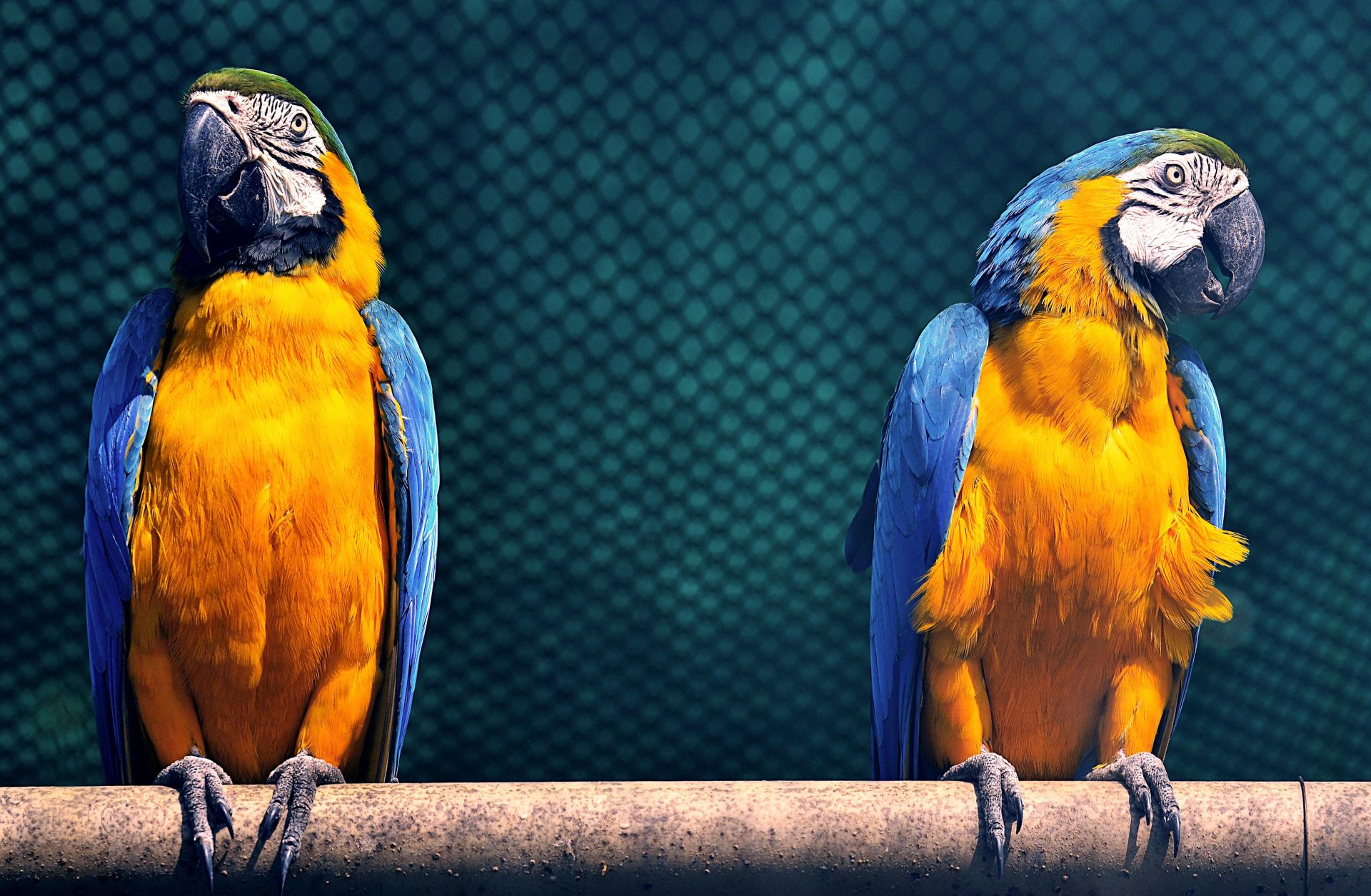Emirados Árabes Unidos abrem mercado para aves vivas ornamentais do Brasil/ Fonte: PEXELS Autor: Jamshed Ahmad