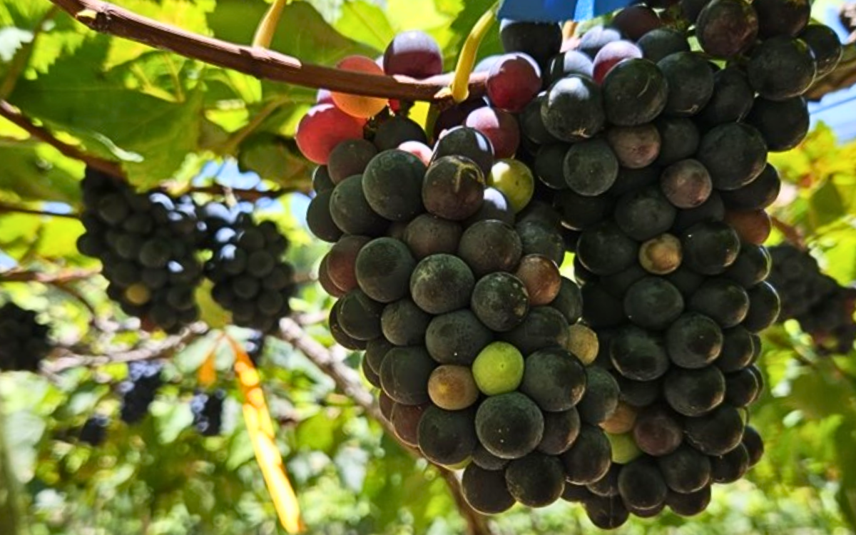 Para a produção de vinhos finos, são necessárias uvas adaptadas. Foto: Incaper/Governo do ES
