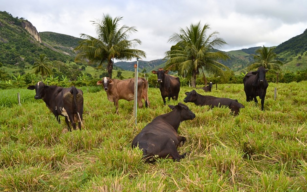 O estresse dos animais é preocupação durante períodos mais quentes. Foto: Tatiana Caus/Incaper