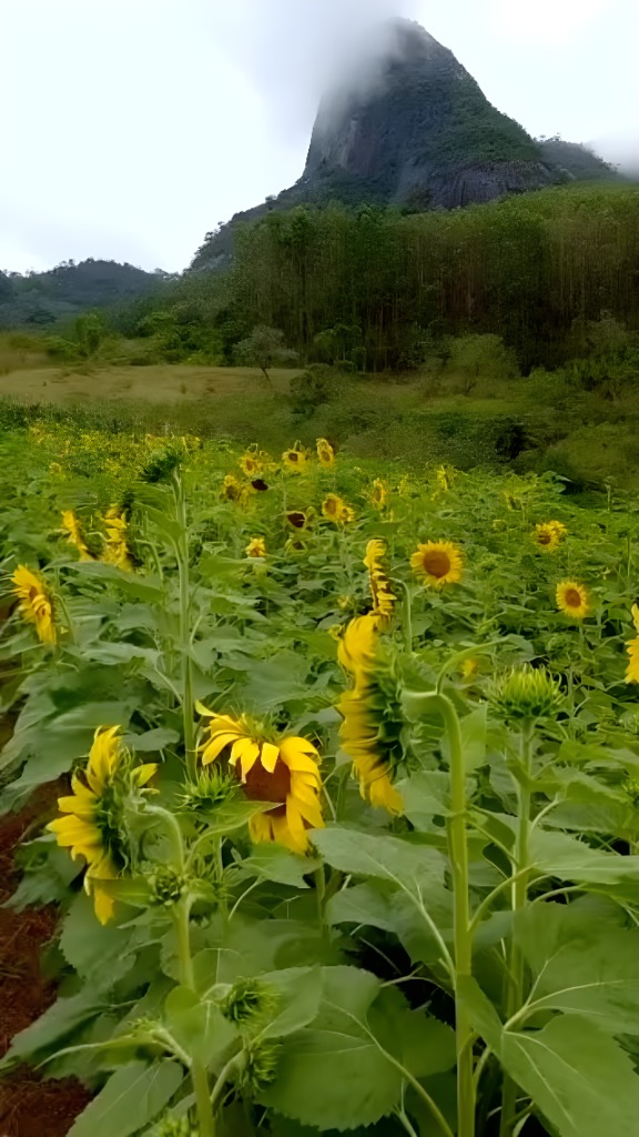 Campo de girassóis é parada certa para café em Ibiraçu Campo de girassóis do Florada Café: o cenário encantador faz com que os visitantes se sintam dentro de uma pintura de Van Gogh. Foto: Instagram/@floradacafe