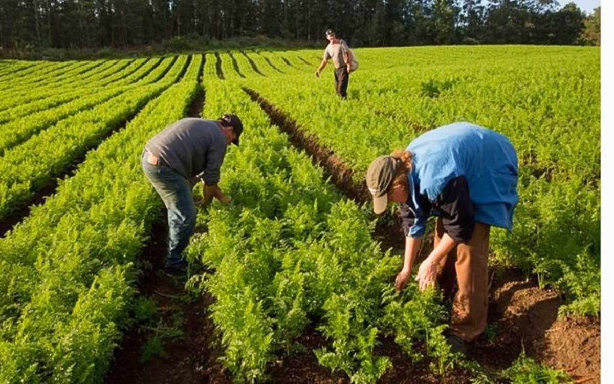 A agricultura familiar no Espírito Santo Foto: MAPA