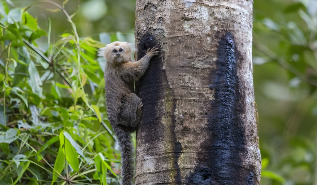 Sagui-da-serra-claro super fotogênico olhando para as lentes de Gabriel. Foto: Gabriel Bonfá
