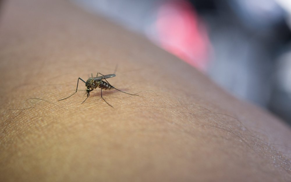 Pesquisa do Butantan e 23 parceiros estabelece nova nomenclatura para o vírus da dengue. A meta é aprimorar a vigilância genômica e a eficácia das vacinas - Foto: Freepik