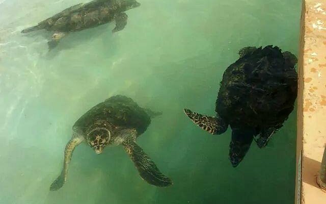 Projeto Tamar em Guriri: fauna marinha preservada