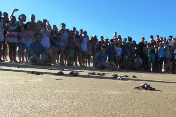 Projeto Tamar em Guriri: fauna marinha preservada