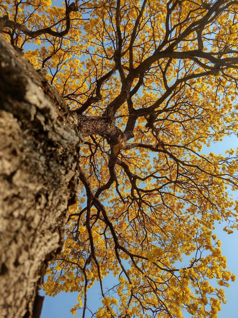 Rota dos Ipês é espetáculo natural pelas montanhas de Domingos Martins Rota dos Ipês é espetáculo natural pelas montanhas de Domingos Martins