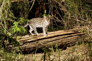 Registro de Leonardo Merçon mostra o retorno de uma jaguatirica à floresta, seu habitat natural - Foto: Leonardo Merçon 