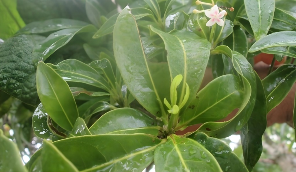 Rauvolfia capixabae, segundo a pesquisadora, é uma espécie descoberta no Espírito Santo pela professora Ingrid Fischer. Foto: divulgação