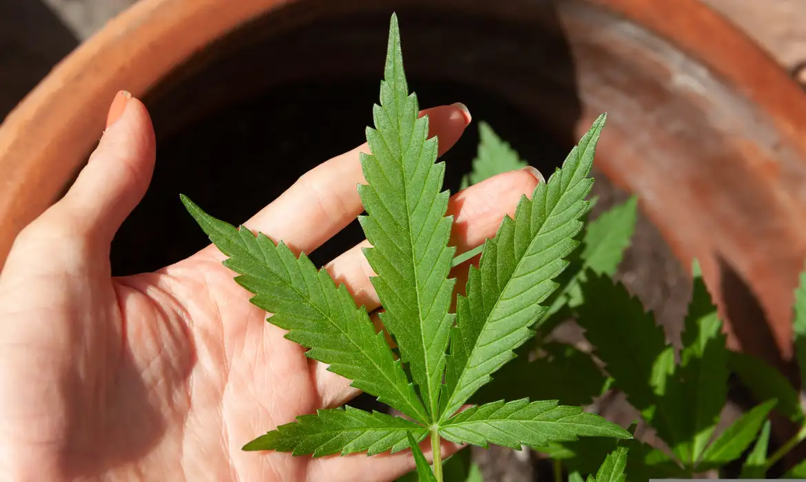 O STJ estendeu o prazo para a União e Anvisa regulamentarem a cannabis medicinal no Brasil - Foto: lovingimages/ Pixabay