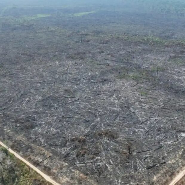 A iniciativa RAIZ, lançada pelo Brasil e FAO na COP30, busca US$ 400 bilhões para recuperar 300 milhões de hectares de terras degradadas - Foto: Polícia Federal