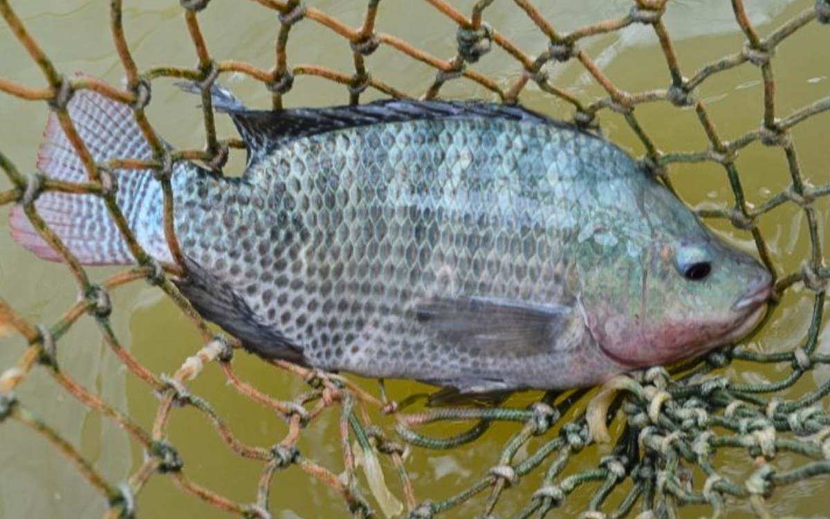 Tilápia é o principal peixe produzido no ES. Foto: Incaper/Seag