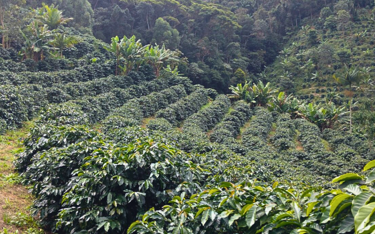 O Espírito Santo é o segundo maior produtor de café do Brasil, e o maior da espécie conilon. Foto: Tatiana Caus/Incaper