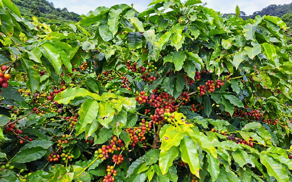 O café é o destaque da agropecuária no ES. Foto: Elaine Silva/Incaper