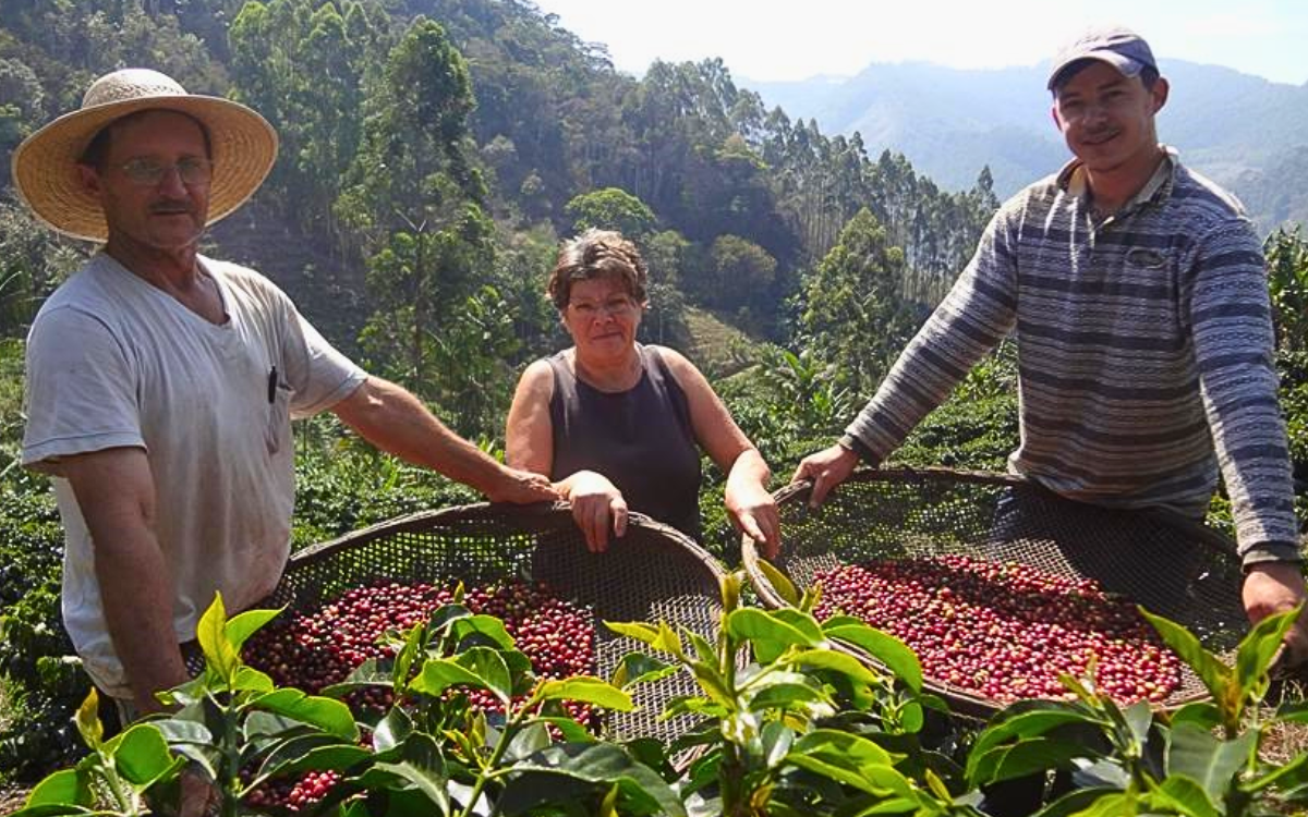 O café é o principal produto do agro capixaba. Foto: Incaper/Governo do ES
