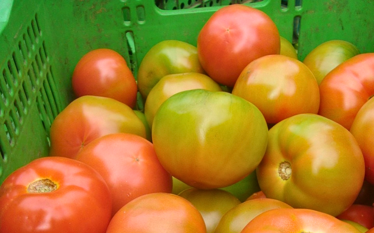 O tomate é o que mais gera renda na olericultura do ES. Foto: Ceasa/Seag