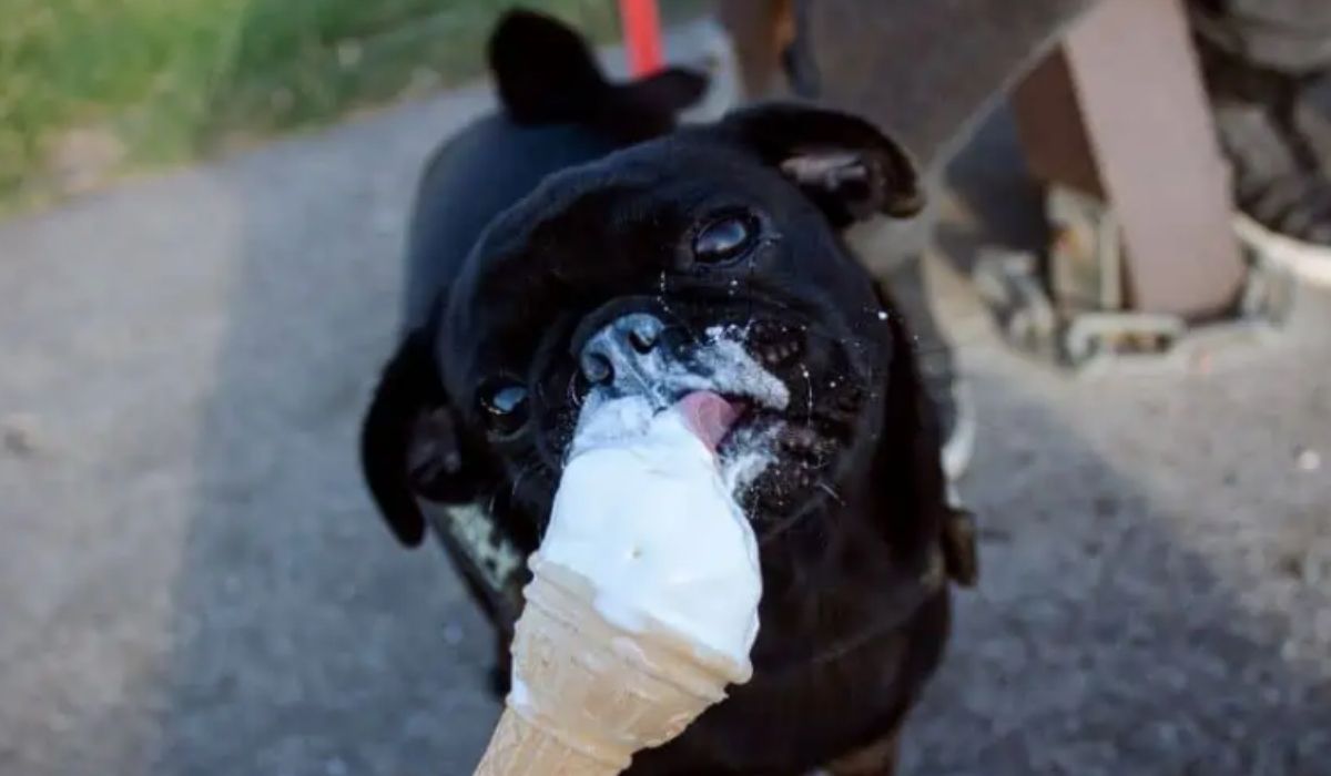 Sobre alimentação refrescante, especialistas alertam que sorvetes tradicionais não são indicados para pets. Foto: reprodução/ Petz
