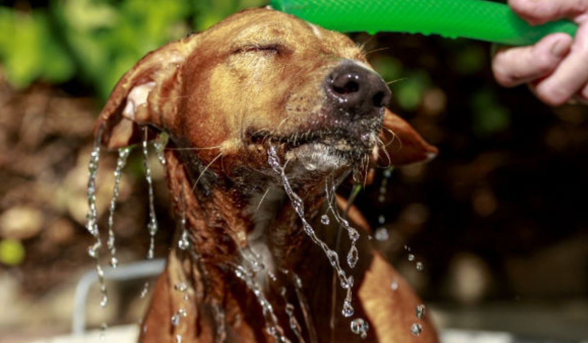 Os pets sentem de forma intensa o aumento da temperatura. Foto: Pet love
