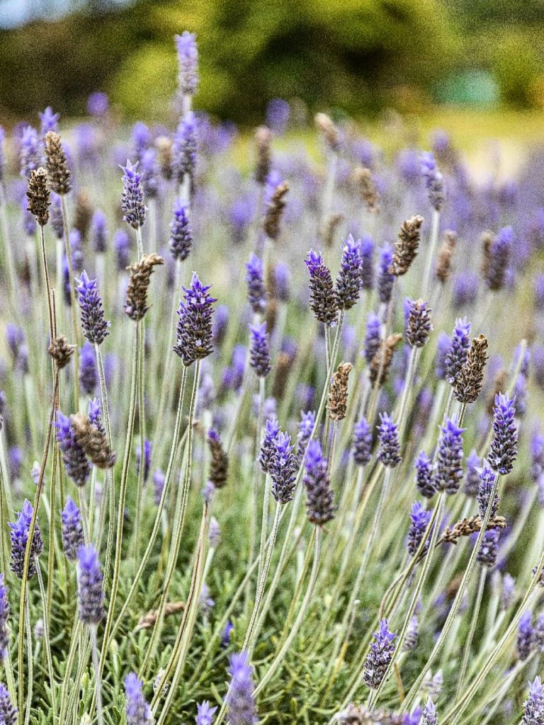 Lavandário Pedra Azul: aromas, cores e tranquilidade na serra capixaba