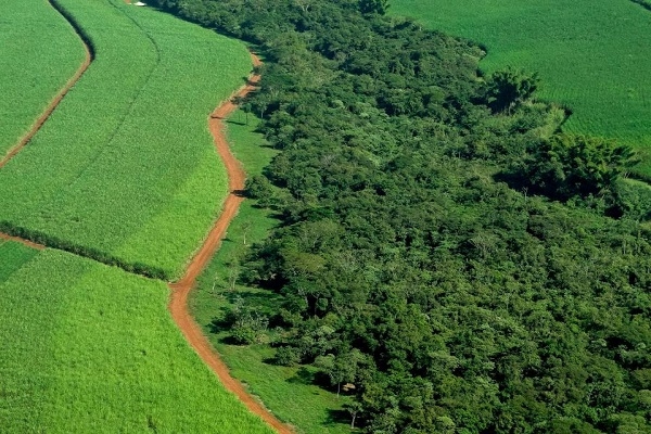 Projeto aprovado em comissão suspende exigência de CAR para desembargo ambiental, em tentativa de reduzir entraves a produtores rurais. Foto: Divulgação