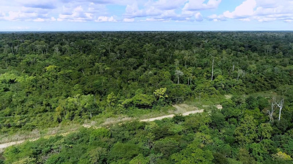 Conheça a Floresta Nacional de Goytacazes, em Linhares