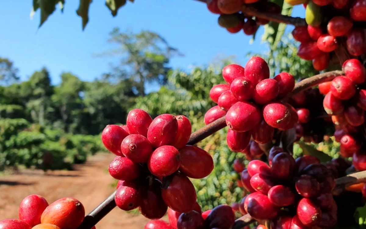 O México foi o destino da maior parte das exportações de café capixaba em 2025. Foto: Divulgação/Embrapa