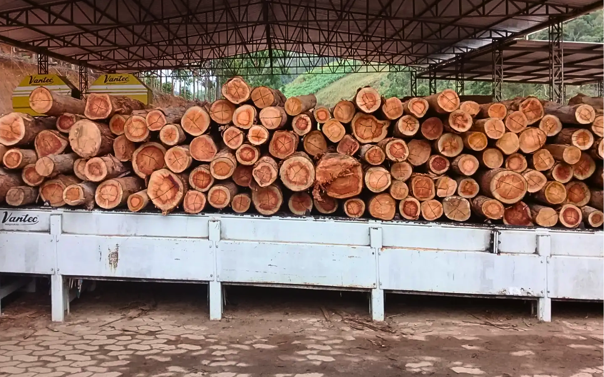 A produção industrial de madeira modificada é muito pequena, segundo pesquisadores. Foto: Divulgação/Ufes