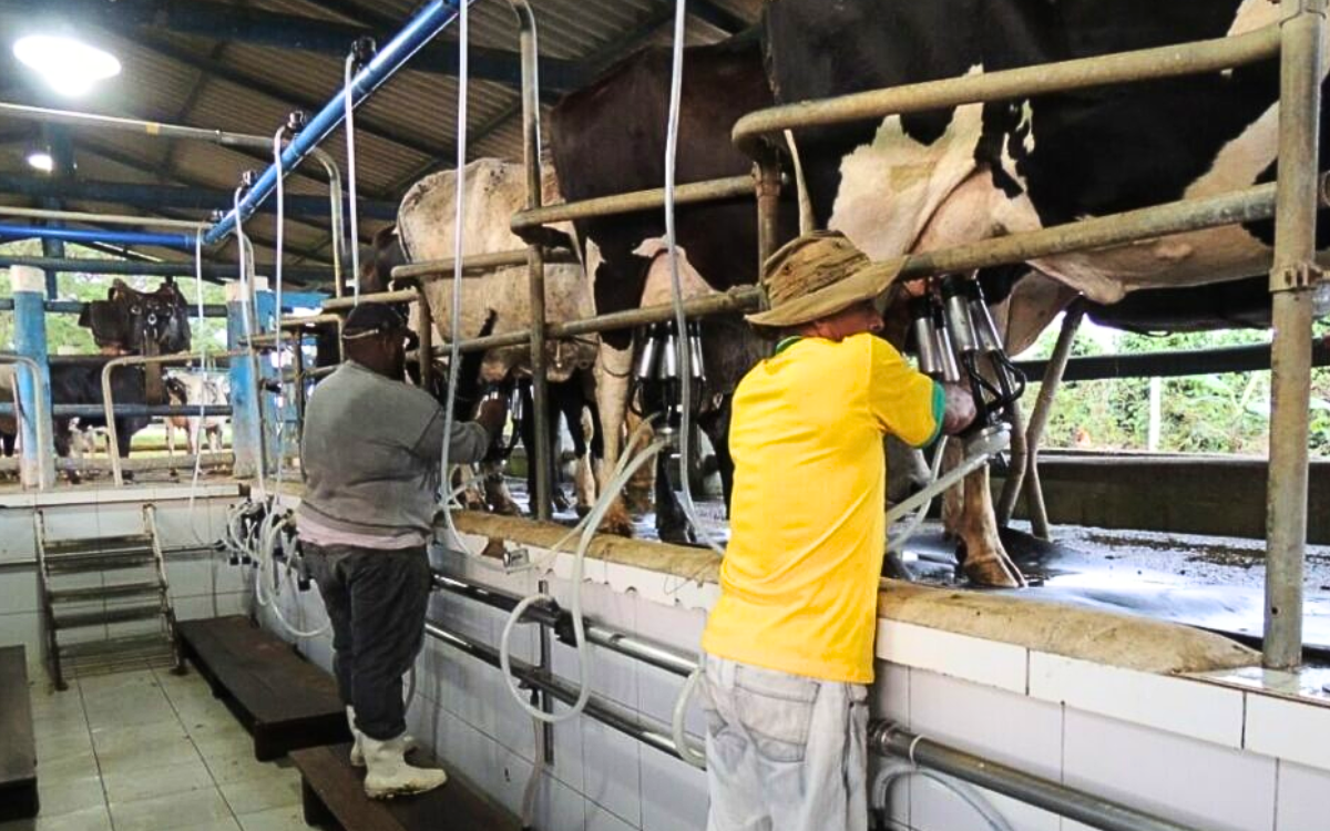 Um dos desafios da pecuária leiteira no ES é o aprimoramento genético. Foto: Divulgação Nater Coop