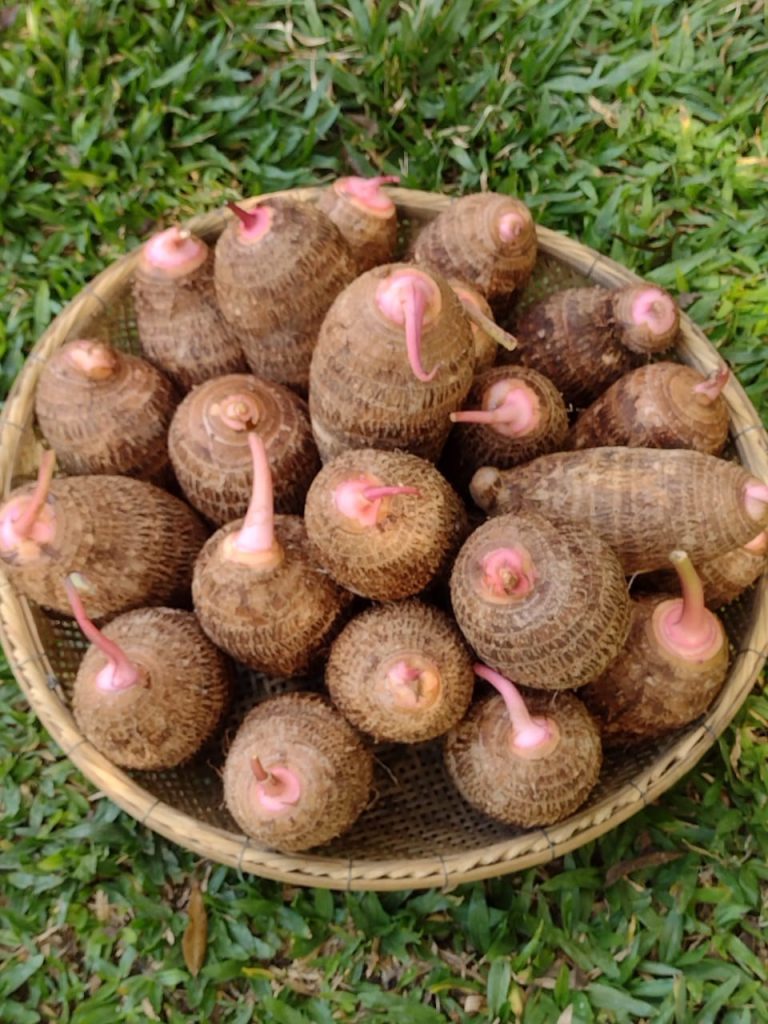Rota do Inhame: sabores, tradição e vida no campo