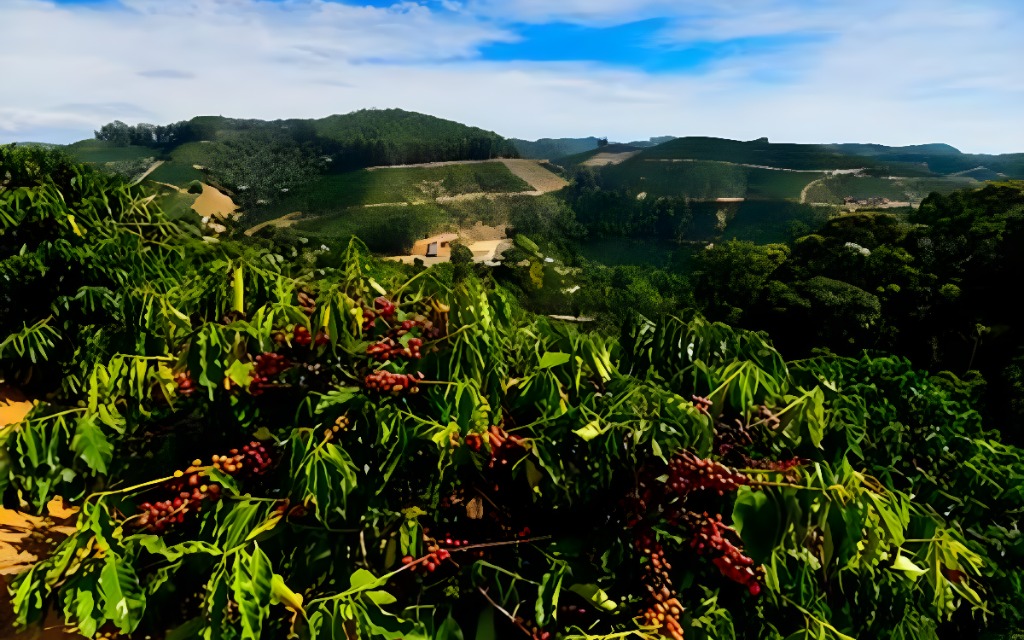 O café continua como o produto mais forte na pauta de exportações do agro capixaba. Foto: Setur/Governo do ES