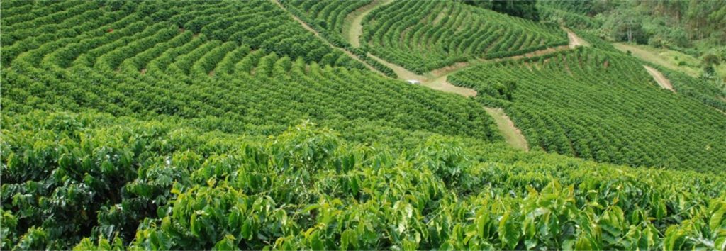 Circuito da Uva e do Café: os sabores do agroturismo em Vargem Alta