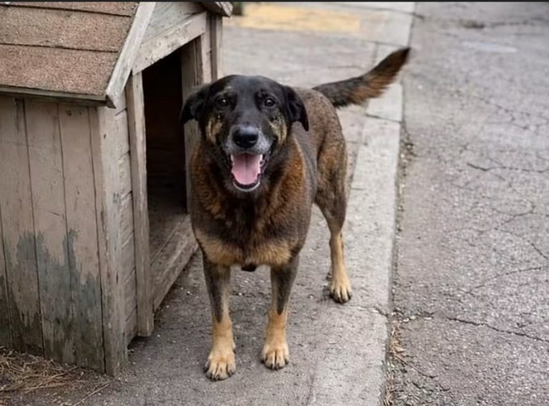 Corpo do cão Orelha é exumado para investigação de maus-tratos em SC