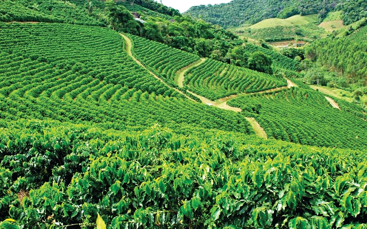 Café capixaba vence efeitos climáticos e tem alta de safra