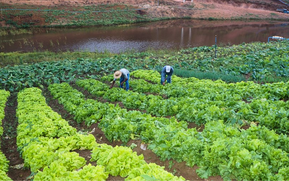 Produtor rural capixaba conta com apoio de aplicativo na reforma tributária. Foto: Incaper/Governo do ES