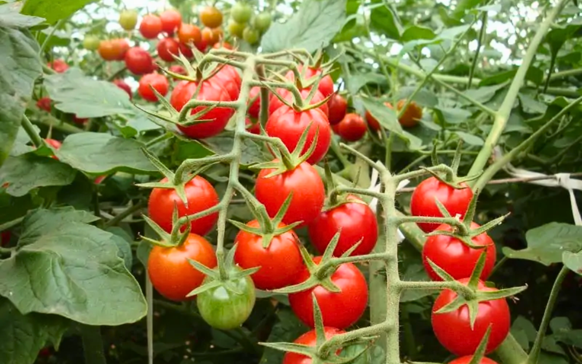 Alta no preço do tomate se destacou na cesta básica de Vitória. Foto: divulgação Embrapa Hortaliças