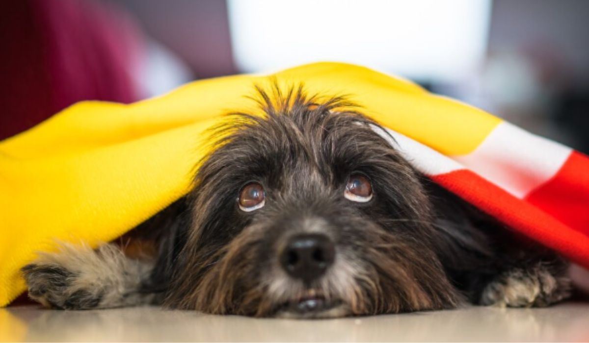 A médica-veterinária faz alerta para melhor horário de passeio. Foto: Freepik